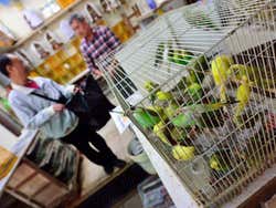 Il mercato degli uccelli di Hong Kong